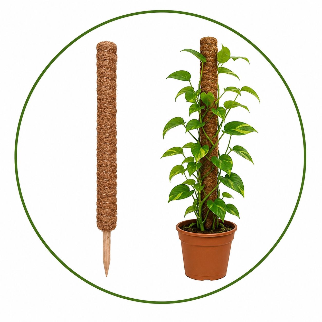 Coco Pole Coco Stick plant support